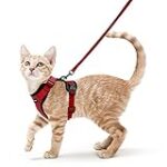 Comment choisir le meilleur produit pour empêcher votre chat de laisser des graines ? Comment choisir le meilleur produit pour empêcher votre chat de laisser des graines ?