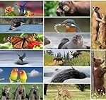 Marque et logo pour animaux : Analyse des meilleurs produits pour vos compagnons