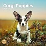 Les Meilleurs Produits pour Animaux de Compagnie pour la Race de Chien du Pays de Galles