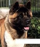 Guide d'achat pour les chiots Akita Américain : Comparaison des meilleurs produits pour animaux de compagnie Guide d'achat pour les chiots Akita Américain : Comparaison des meilleurs produits pour animaux de compagnie