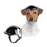 Les essentiels pour une randonnée en tête de chien : Analyse des meilleurs produits pour animaux de compagnie