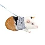 Combien coûte vraiment un cochon d'Inde ? Analyse et comparaison des prix pour vos animaux de compagnie Combien coûte vraiment un cochon d'Inde ? Analyse et comparaison des prix pour vos animaux de compagnie
