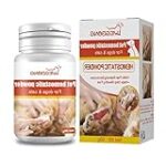 Les symptômes du cancer de la peau chez le chien : Ce que vous devez savoir pour protéger votre animal de compagnie