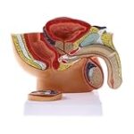 Kyste testicule chez le chien : Analyse des meilleurs produits pour le soulager