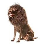 Top 10 des tenues pour chien : Analyse et comparaison des meilleurs vêtements pour votre compagnon à quatre pattes