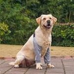 Les meilleures solutions pour accompagner un chien avec une tumeur bénigne à la patte : Analyse et comparaison des produits pour animaux de compagnie