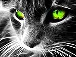 Chat gris aux yeux verts : Les meilleurs produits pour prendre soin de votre félin élégant Chat gris aux yeux verts : Les meilleurs produits pour prendre soin de votre félin élégant