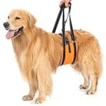 Opération dysplasie chez le chien : Analyse et comparaison des meilleurs produits pour animaux de compagnie