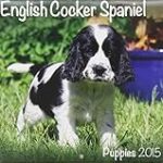 Les Meilleurs Produits pour Mini Cocker Spaniel : Analyse et Comparaison