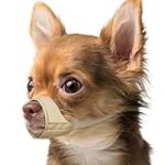 Les Meilleurs Produits Pour Chien Shih Tzu Nain : Analyse et Comparaison