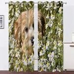 Comparatif des meilleurs accessoires pour bébé Lhassa Apso à adopter