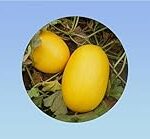 Comparatif des meilleurs jouets pour chien en forme de melon jaune : le bonheur fruité de votre animal de compagnie