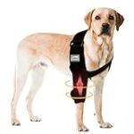 Analyse des meilleurs produits pour les chiens atteints de dysplasie du coude : comment améliorer leur espérance de vie Analyse des meilleurs produits pour les chiens atteints de dysplasie du coude : comment améliorer leur espérance de vie